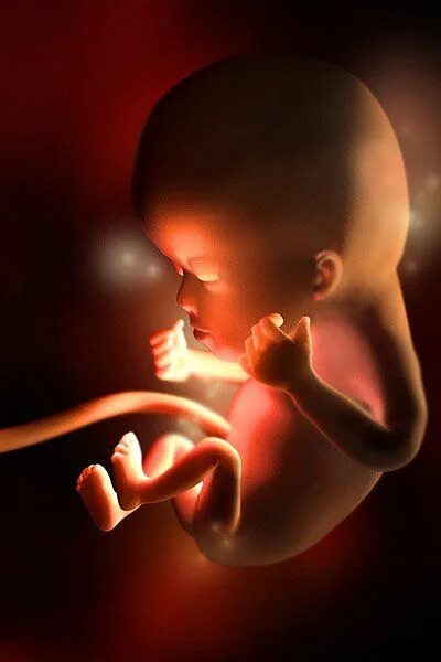 Плод ребенка 12 недель фото Your Pregnancy Symptoms Week by Week Baby development by week, Baby development,
