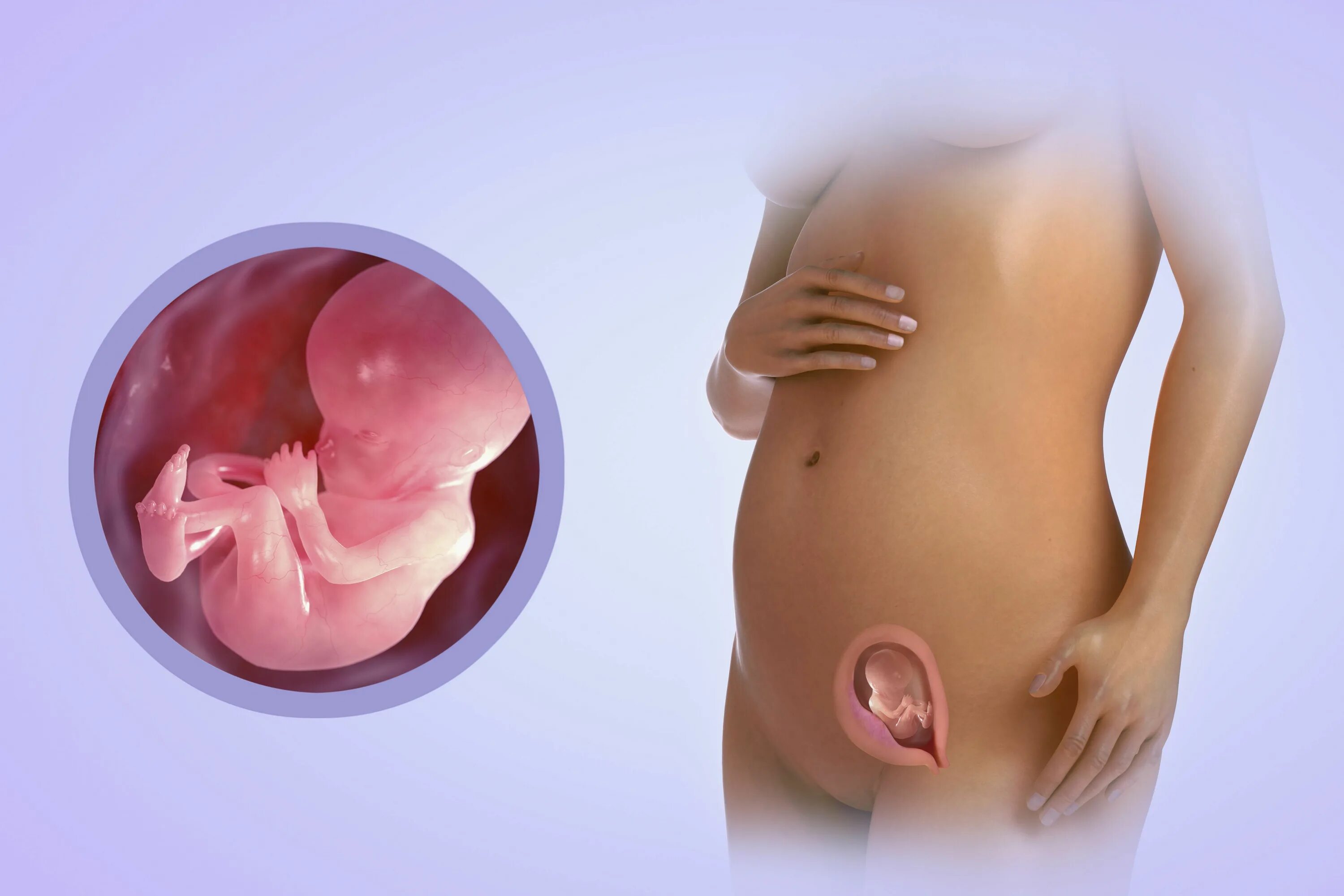Плод ребенка 16 недель фото Pin en babies idea