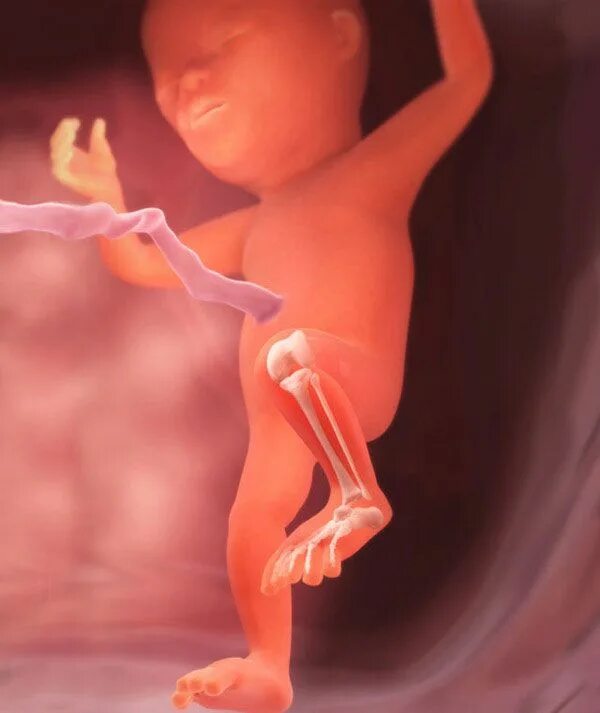 Плод ребенка 16 недель фото Pin on Second trimester