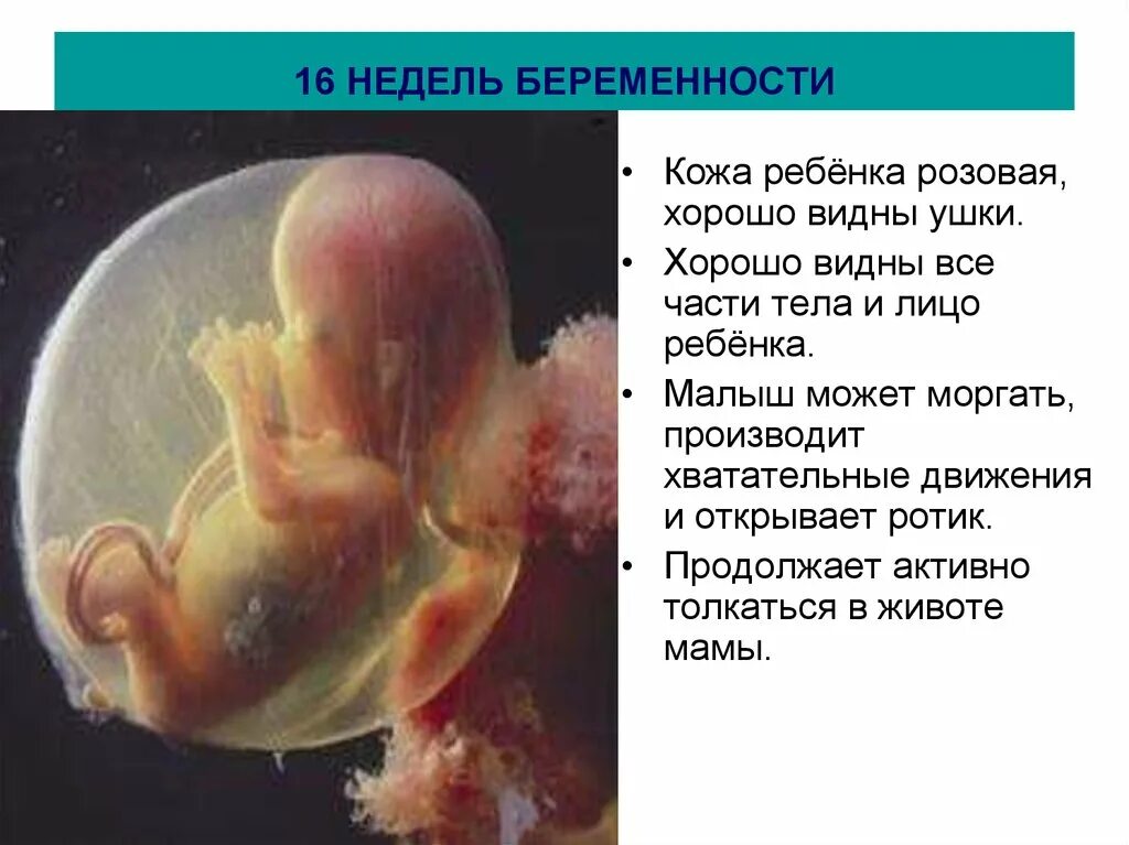 Плод ребенка 16 недель фото 16 неделя беременности какой плод