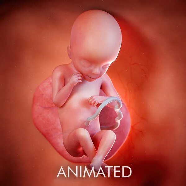 Плод ребенка 16 недель фото Rigged OBJ Kid Models TurboSquid