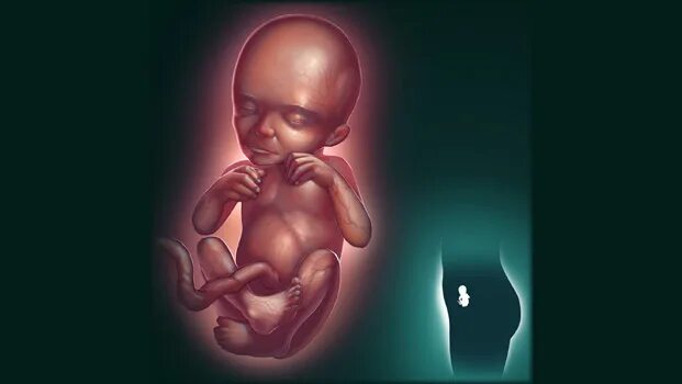 Плод ребенка 16 недель фото BBC - Health: Unborn baby development gallery week by week