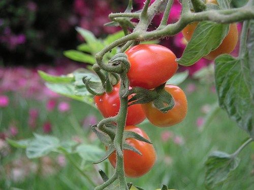 Плод томата фото Guide to Growing Juliet Tomatoes - Gardening Channel Tomato garden, Growing toma