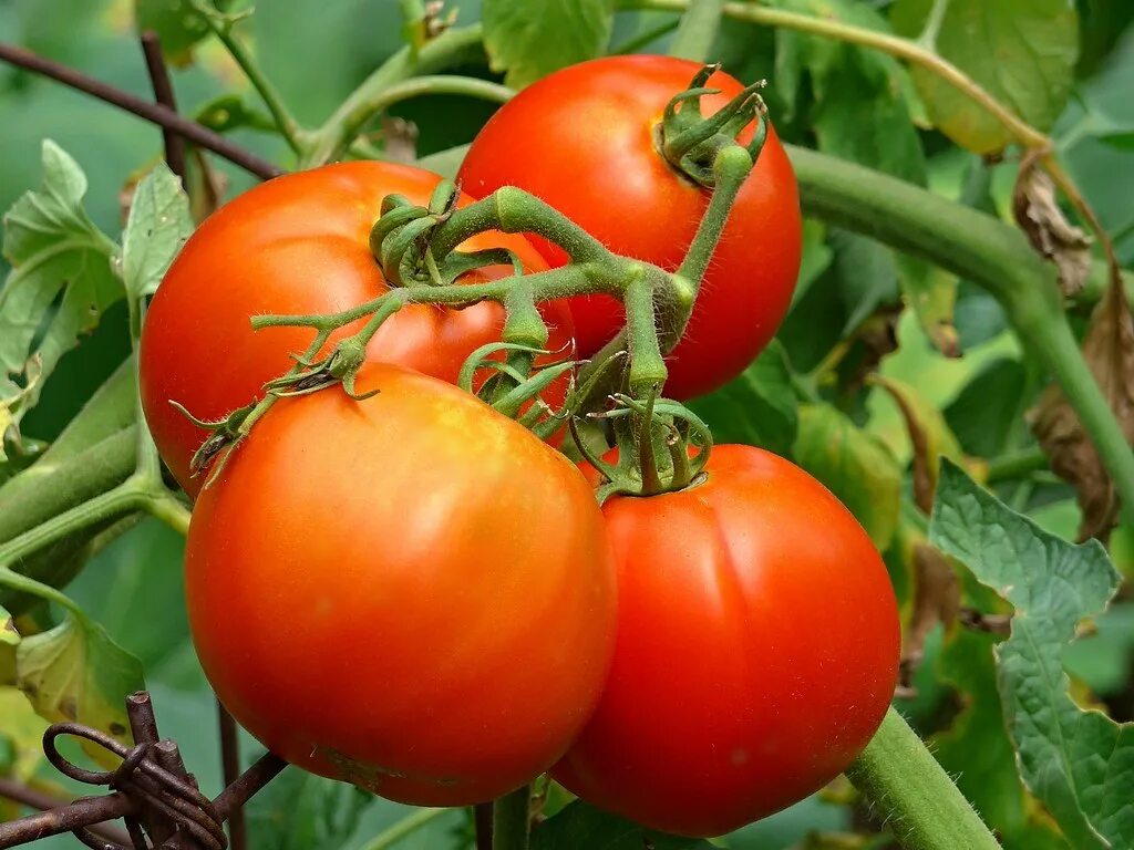 Плод томата фото Tomato quartet Ali Eminov Flickr