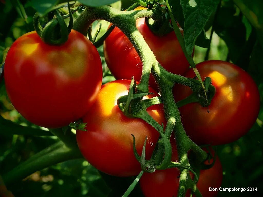 Плод томата фото East Texas Community Gardens Don Campolongo Flickr