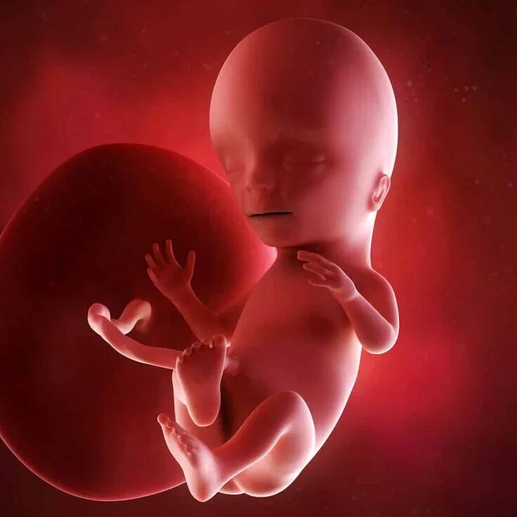 Плод в 16 недель фото Pin on Baby stuff pregnancy
