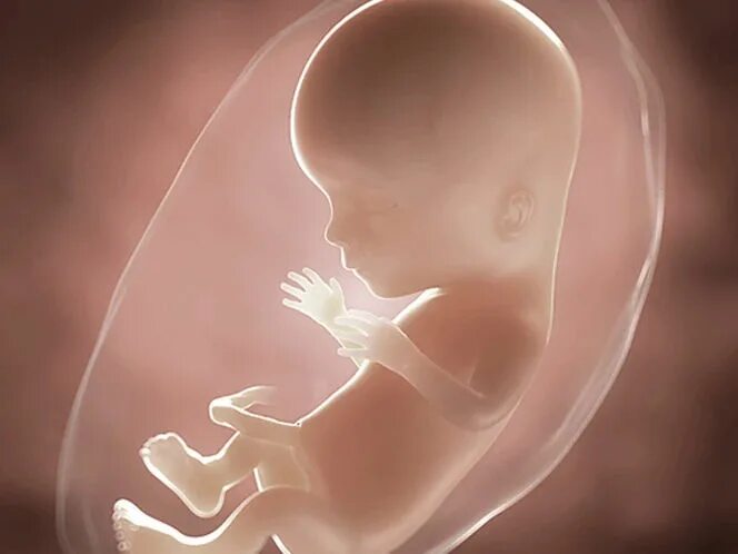 Плод в 16 недель фото 15 Weeks Pregnant: You & Your Baby Symptoms & Advice Aptaclub