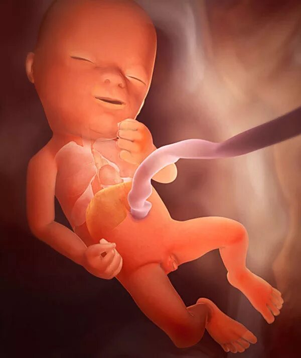 Плод в 16 недель фото Prenatal Timeline at emaze Presentation