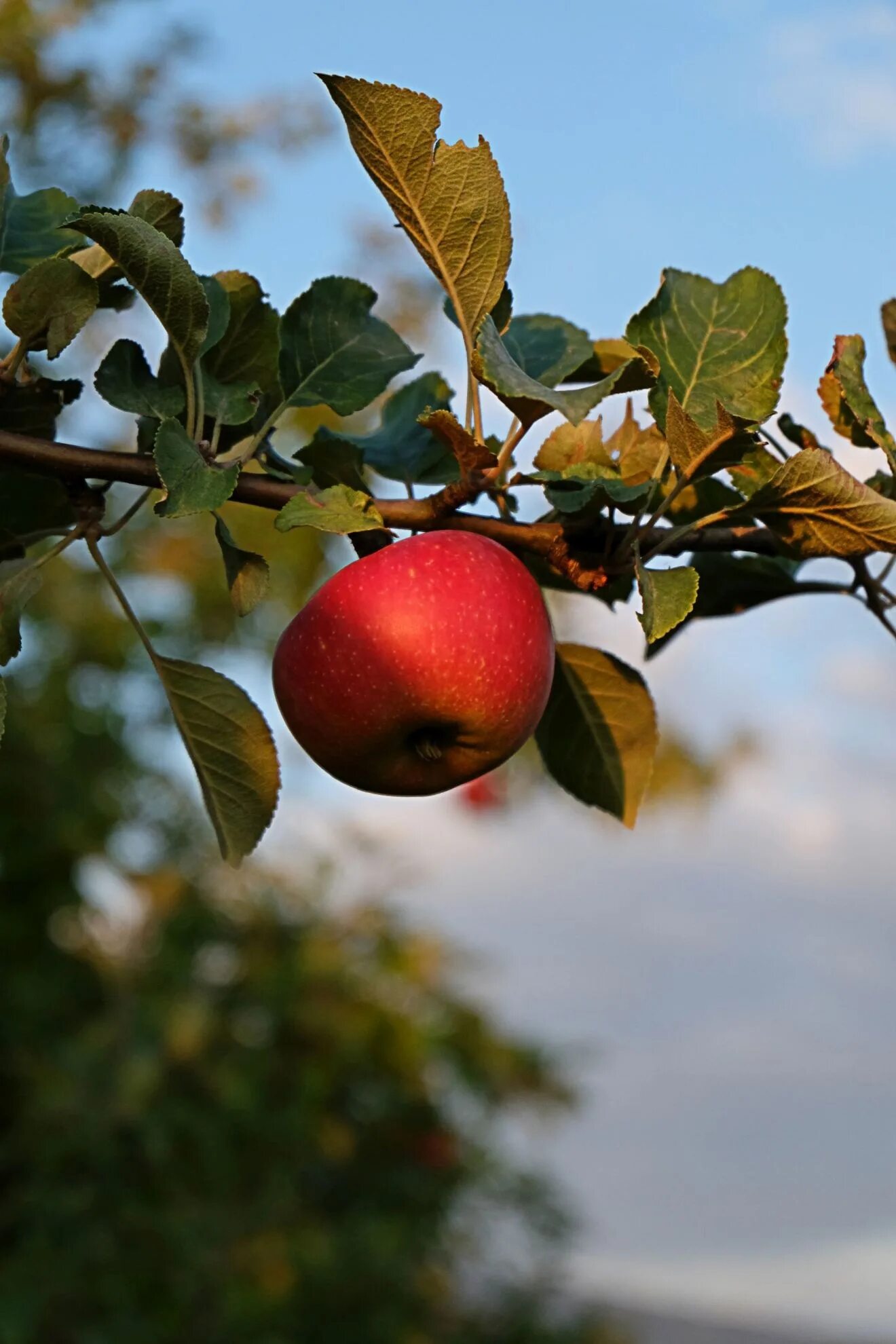 Плод яблони фото Red ripe apple on a branch free image download