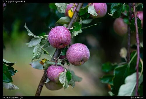 Плод яблони фото Apples Falcdragon Flickr