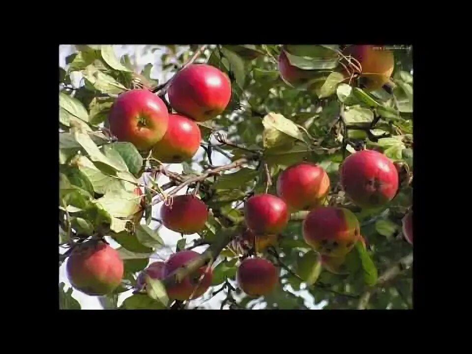 Плод яблони фото 2 tony jablek - YouTube