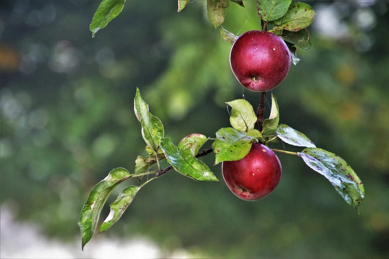 Плод яблони фото Apple varieties that are hard to find in the USA: Delicious, but rare: news, gar