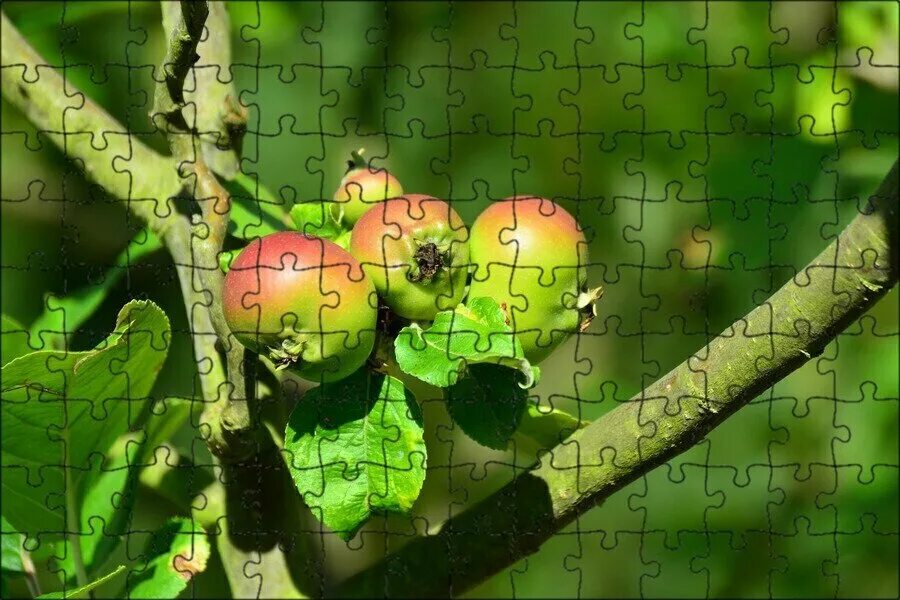 Плод яблони фото Магнитный пазл 27x18см."Яблоки, яблоня, фрукты" на холодильник - купить в интерн