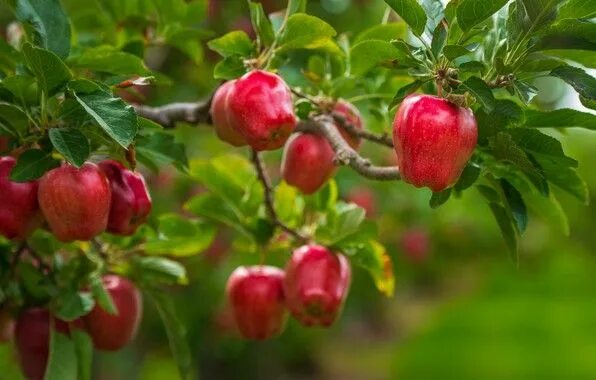 Плод яблони фото author: kisenok / size: 2048x1367 / tags: leaves, branches, tree, apples, food, 
