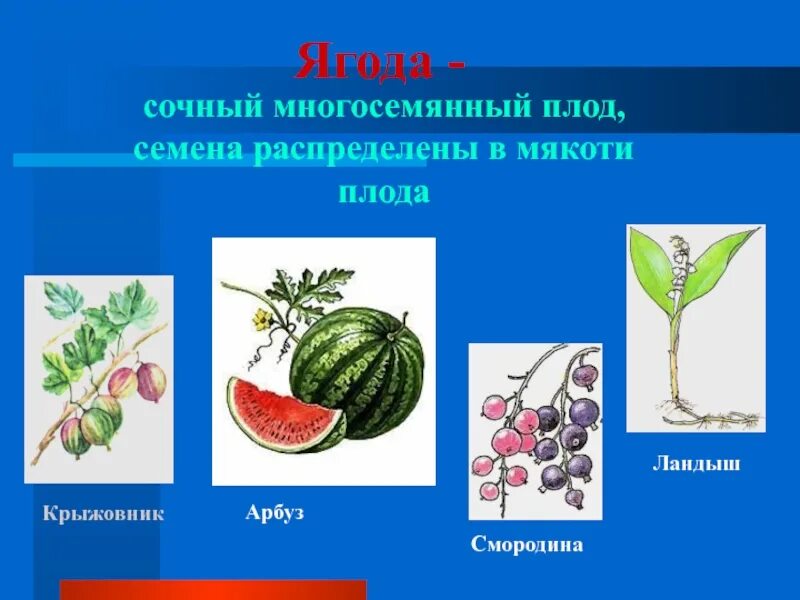 Плод ягода фото Ягода тип плода eCookie.ru