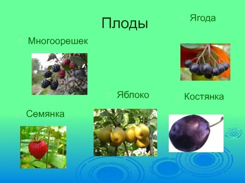 Плод ягода фото Ягода форма плода: найдено 80 изображений