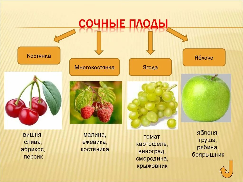 Плод ягода фото Ягода тип плода eCookie.ru