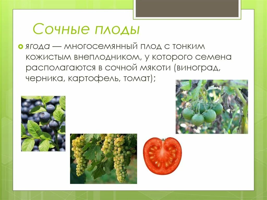 Плод ягода фото У каких растений плод ягода - CoffeePapa.ru