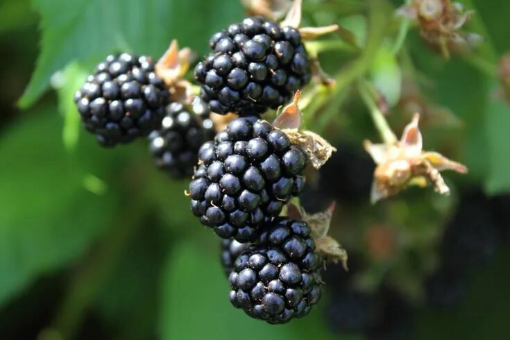 Плод ягода фото Brombeere Most nutritious foods, Nutritious, Fruit