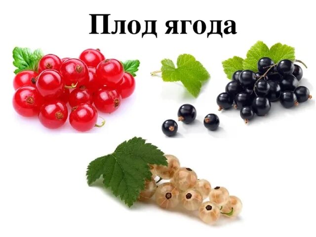 Плод ягода фото Презентация "Плоды" - Биология - Презентации - 6 класс