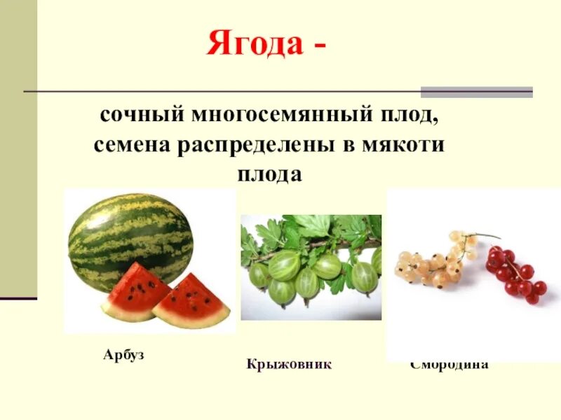 Плод ягода фото У каких растений плод ягода - CoffeePapa.ru