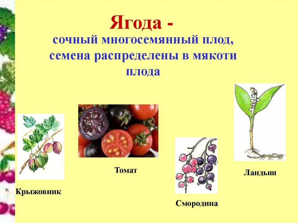 Плод ягода фото Ягода тип плода - CoffeePapa.ru