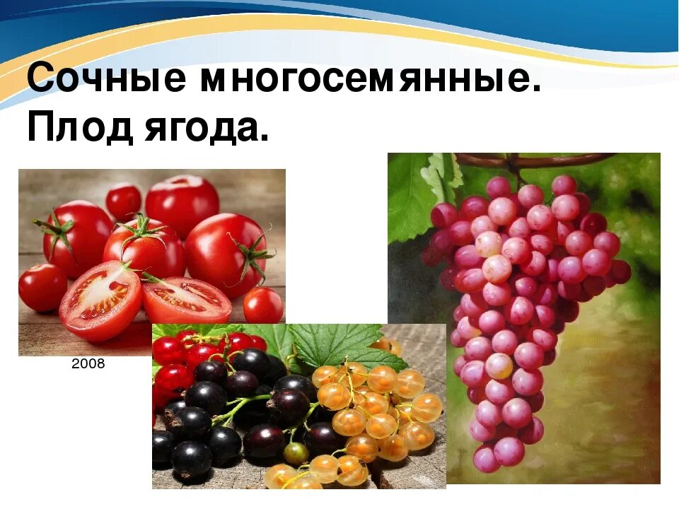 Плод ягода фото Плод ягода характерен для: найдено 90 изображений