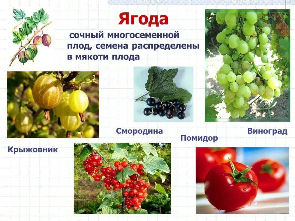 Плод ягода фото Почему арбуз считается ягодой? Описание, фото и видео - Научно-популярный журнал