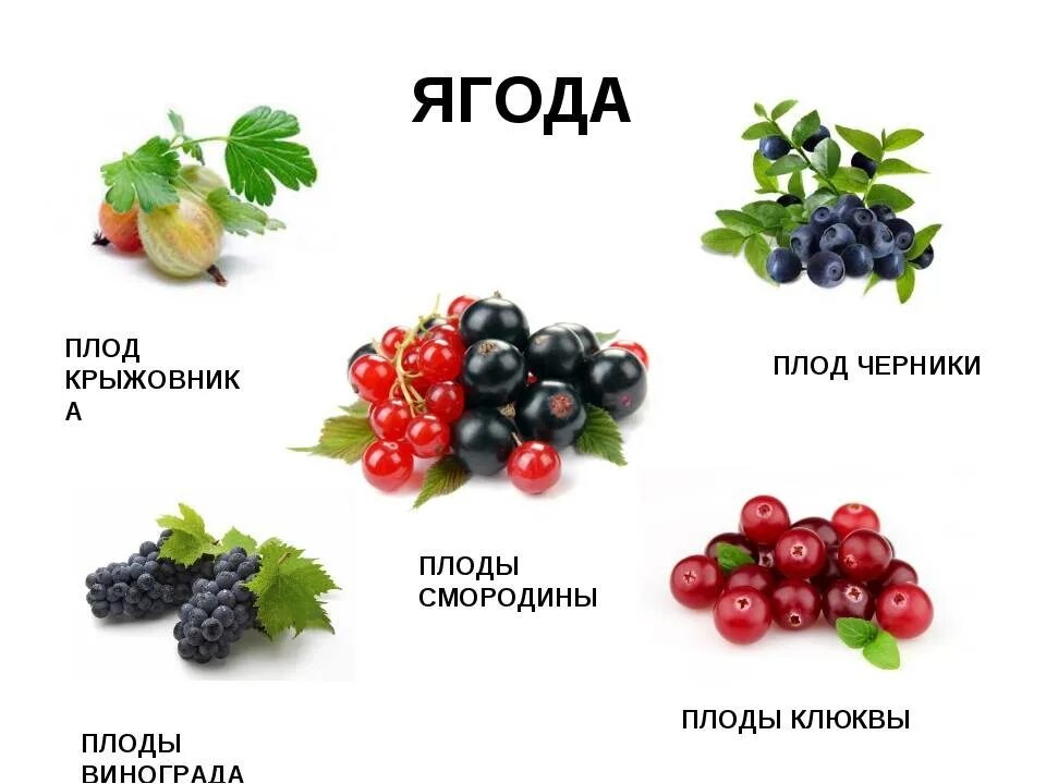 Плод ягода фото Растения имеющие плод ягоду: найдено 90 изображений