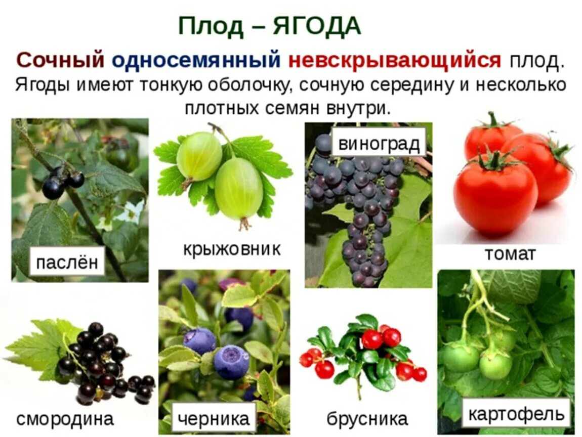 Плод ягода фото Семейство Розовые.