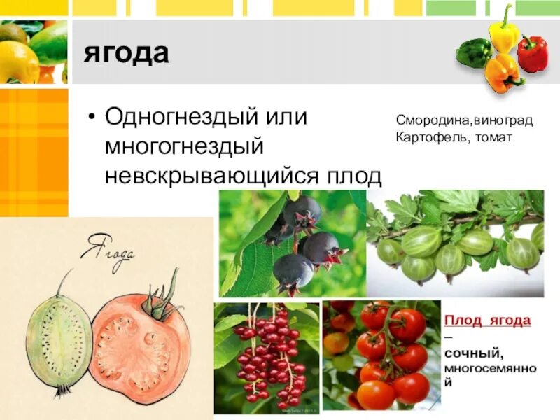Плод ягода фото Томат плод ягода