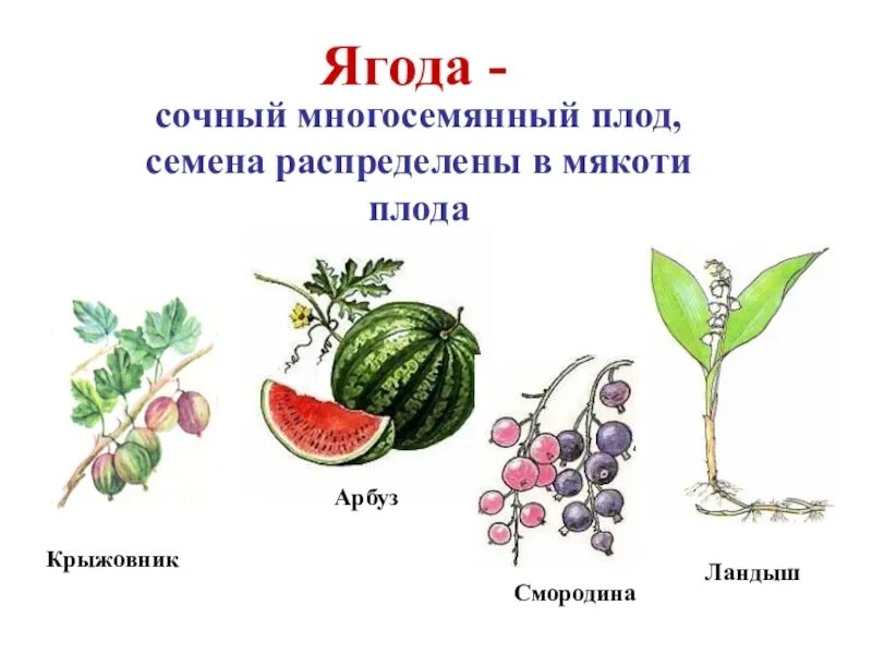 Плод ягода фото Художественно-ботанический экскурс в историю и родословную арбуза РеПродукция: у