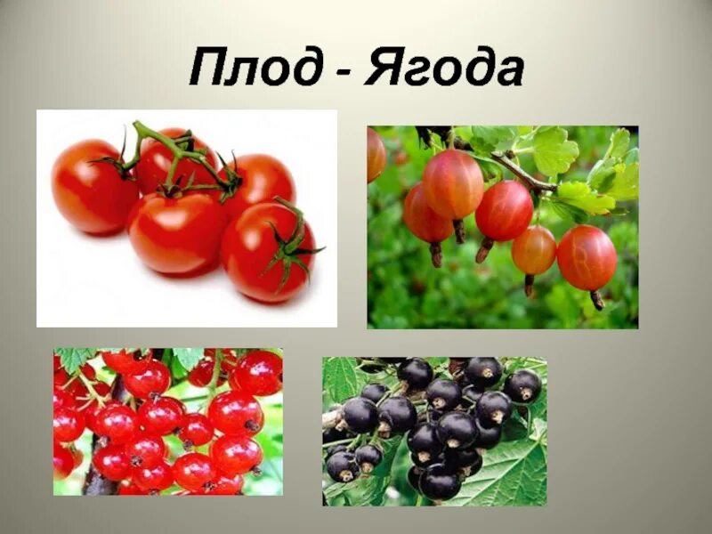 Плод ягода фото У каких растений плод ягода - CoffeePapa.ru