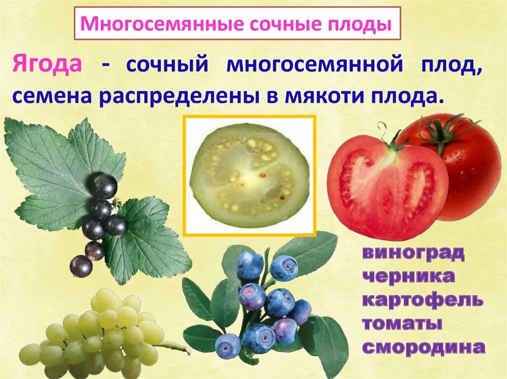 Плод ягода фото Ягода тип плода - CoffeePapa.ru
