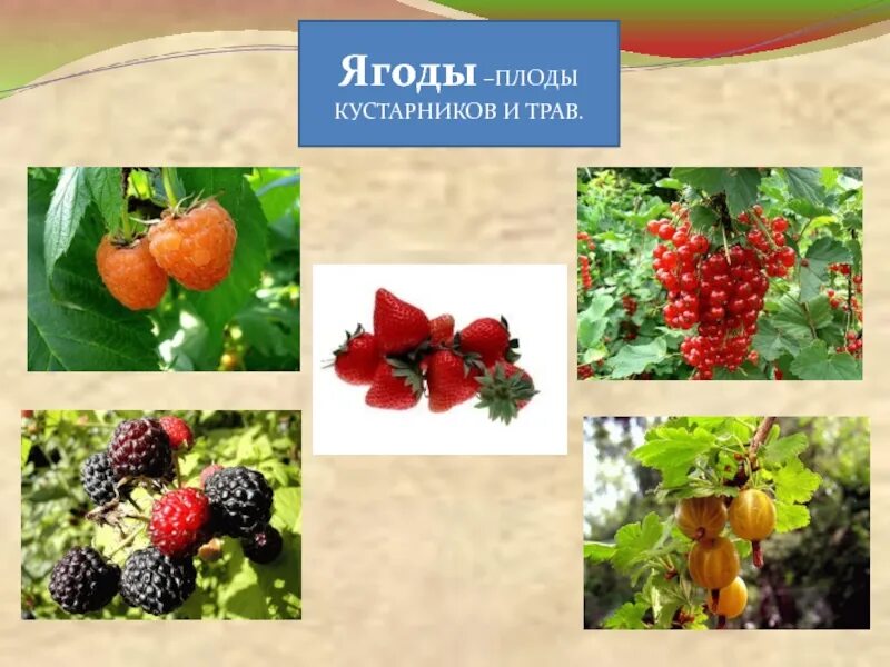 Плод ягода фото У каких растений плод ягода - CoffeePapa.ru