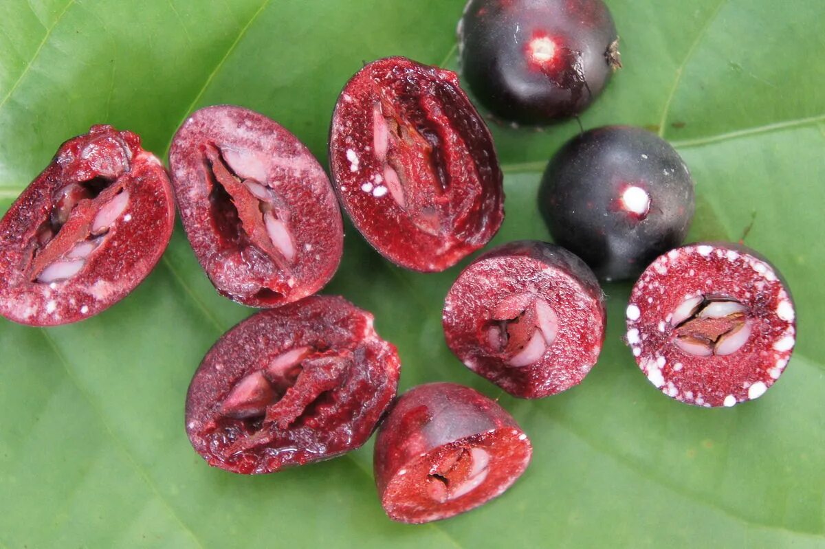 Плод ягода фото File:Carissa carandas fruits ready for consumption.JPG - Wikipedia