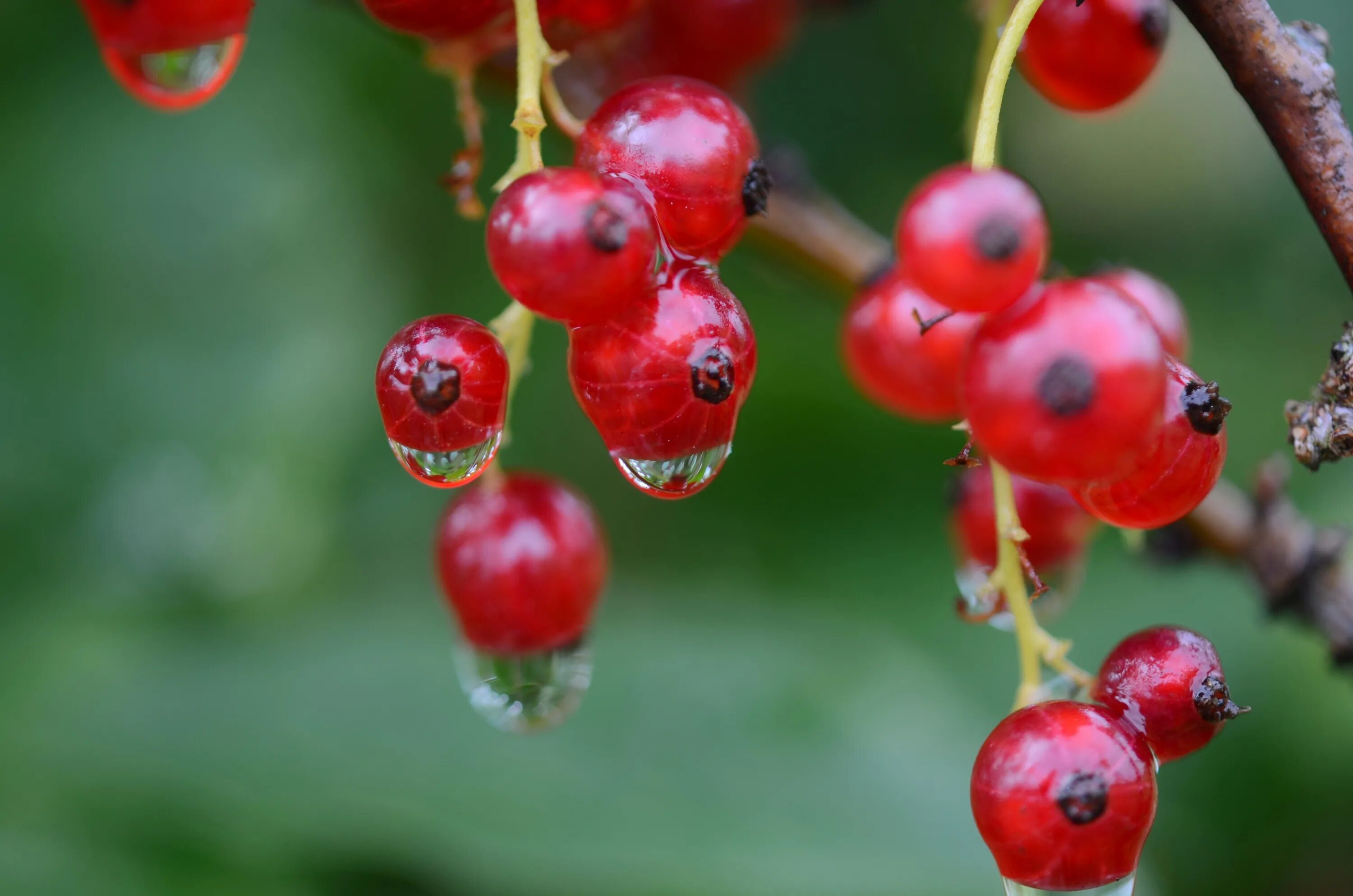 Плод ягода фото Free Images : water, nature, branch, drop, fruit, berry, sweet, flower, summer, 