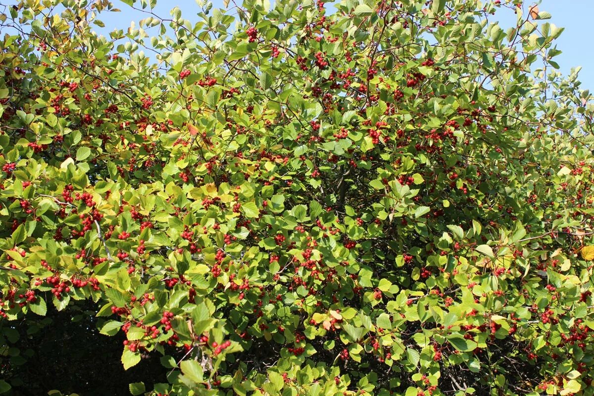 Плодоносящие кустарники фото с названиями Crataegus chrysocarpa var. rotundifolia - Image of an specimen - Plantarium