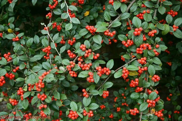 Плодоносящие кустарники фото с названиями Cotoneaster berries photo Heat tolerant plants, Flowers feed, Winter garden