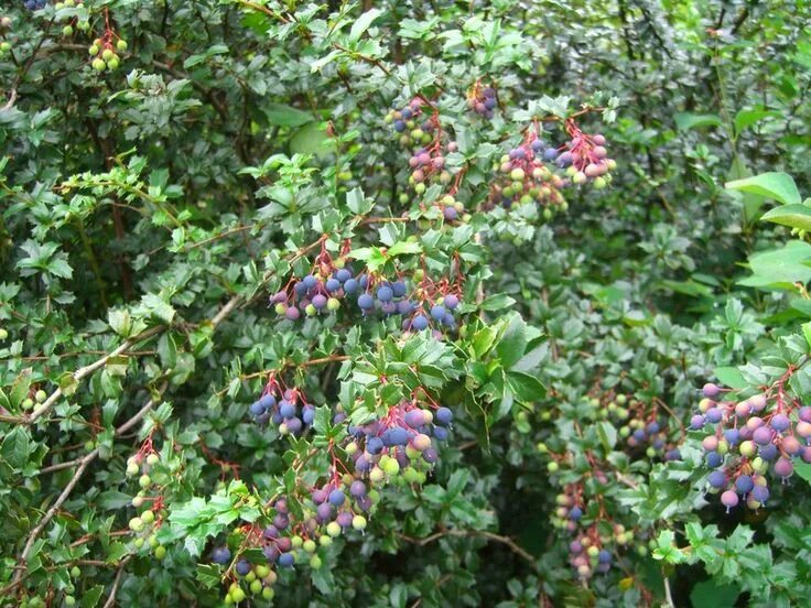 Плодоносящие кустарники фото с названиями Berry Bush - Fresh Berries on the Branches of Trees