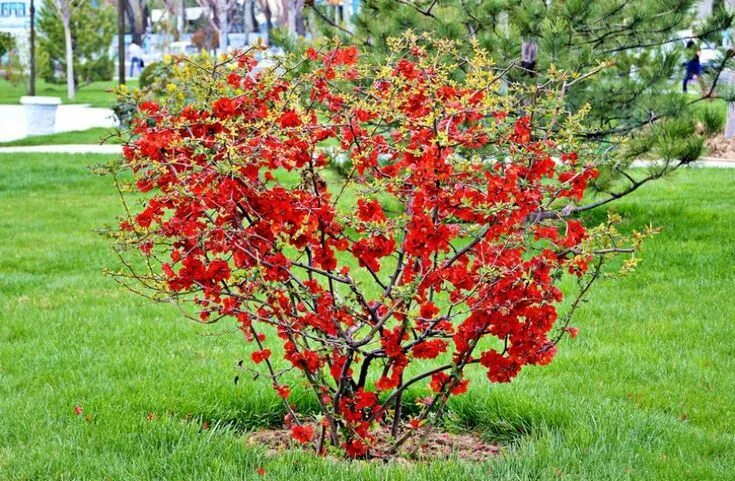 Плодоносящие кустарники фото с названиями Куст японской айвы после обрезки Plants, Flowers, Garden