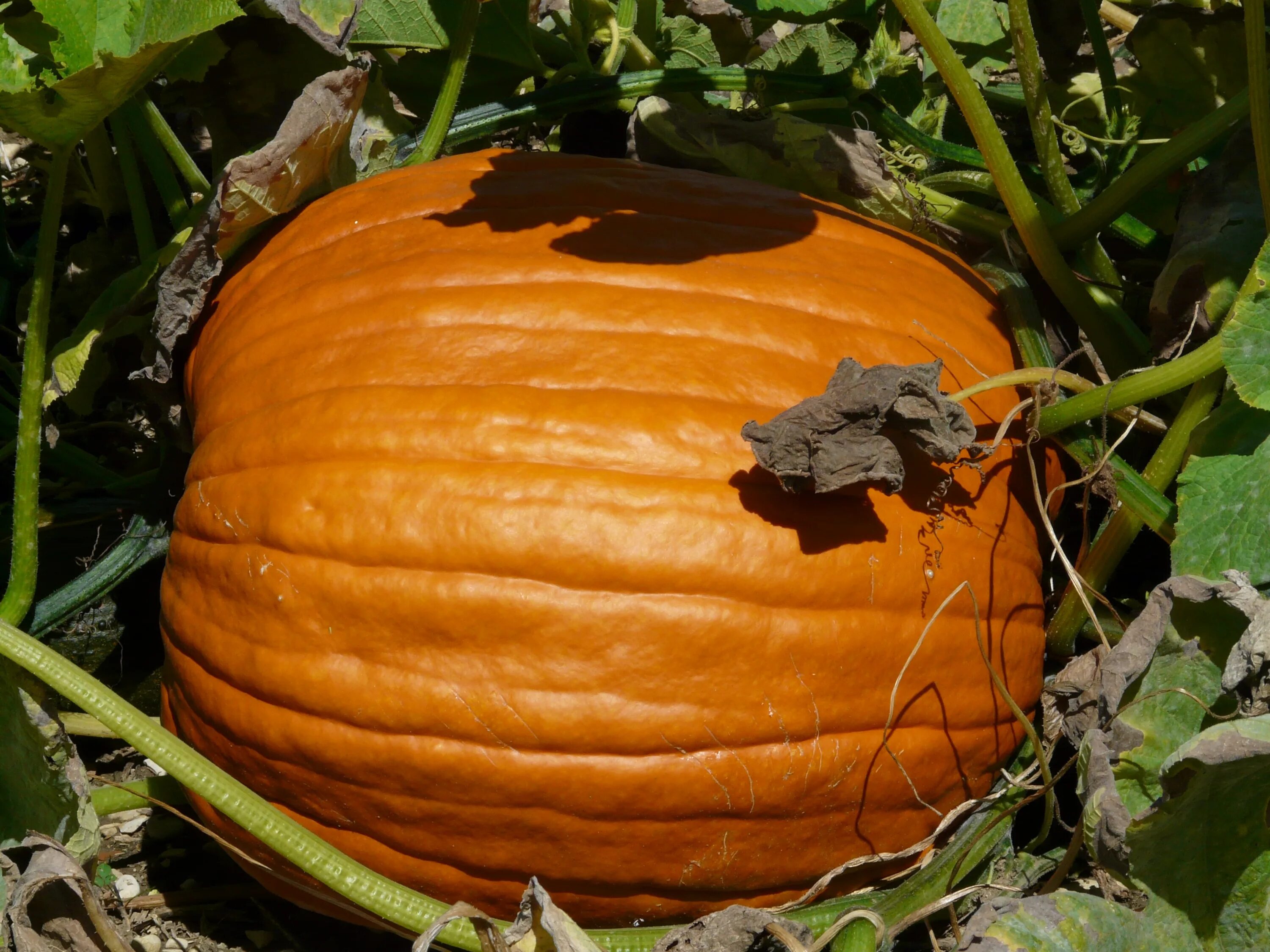 Плодоножка тыквы фото Free Images : fruit, orange, produce, vegetable, autumn, pumpkin, cultivation, c