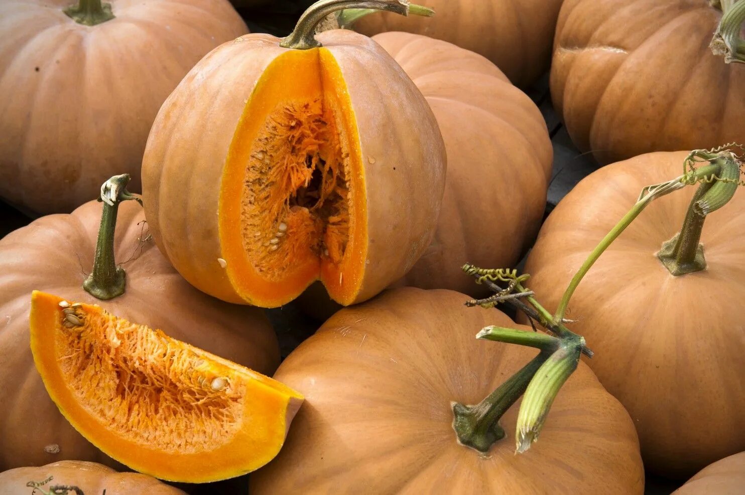 Плодоножка тыквы фото 10 pumpkin and winter squash varieties you should know Winter squash varieties, 