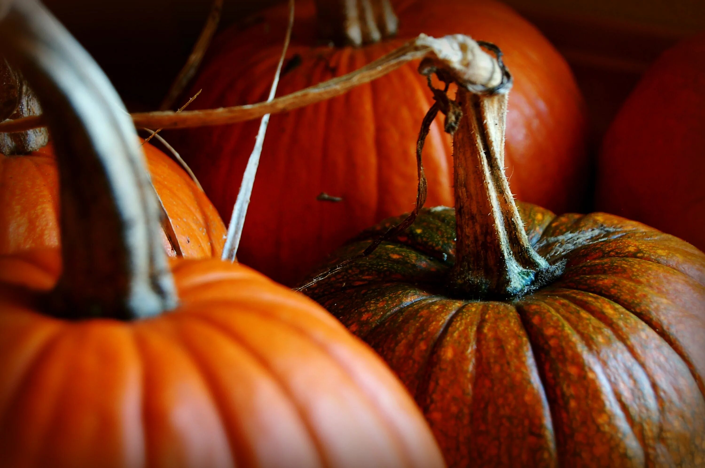 Плодоножка тыквы фото Wallpaper : fall, tail, pumpkin, wood, vegetables, orange, autumn, harvest, carv