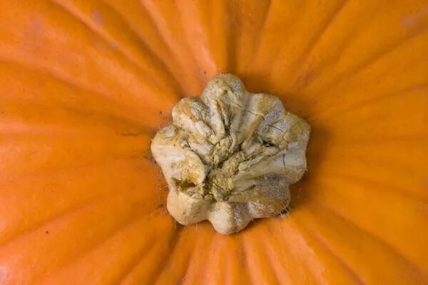 Плодоножка тыквы фото Pumpkin butternut photos free download