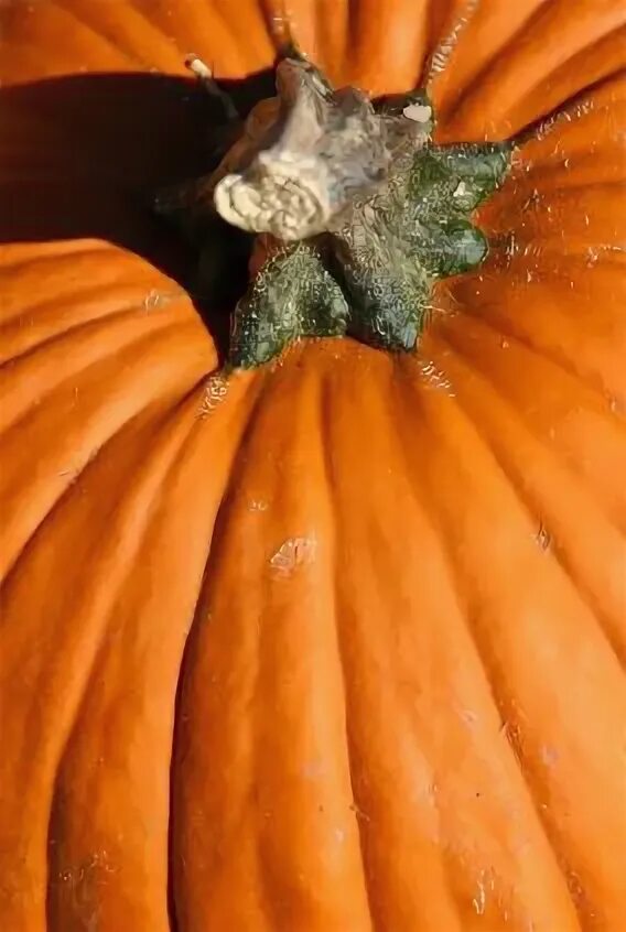Плодоножка тыквы фото Pumpkins Abound
