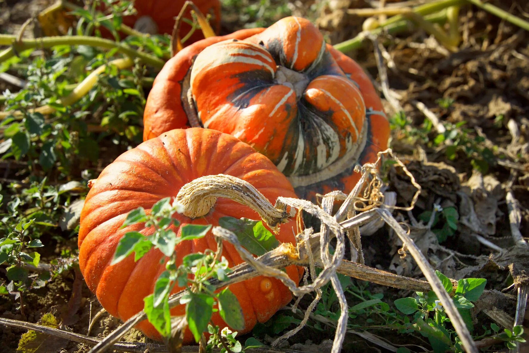 Плодоножка тыквы фото File:Cucurbita Pumpkins.jpg - Wikimedia Commons