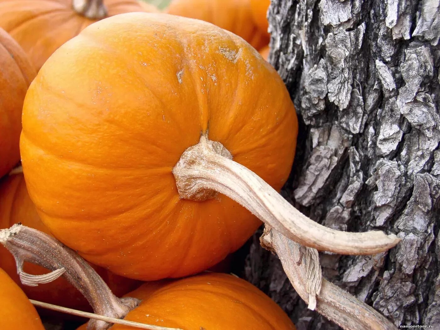 Плодоножка тыквы фото Pumpkins, Halloween, holidays, pumpkins, yellow x - Wallpapers, photografies, ph