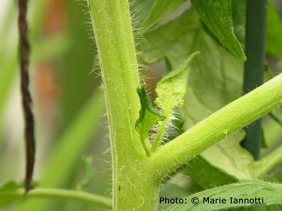 Плодоножка у помидора фото Should You Prune Out Tomato Suckers? When and How to Prune Suckers From Tomato P
