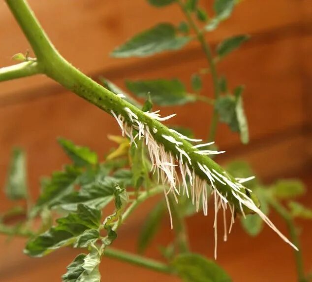 Плодоножка у помидора фото The Best Way to Grow Tomatoes for Beginners Growing organic tomatoes, Growing to